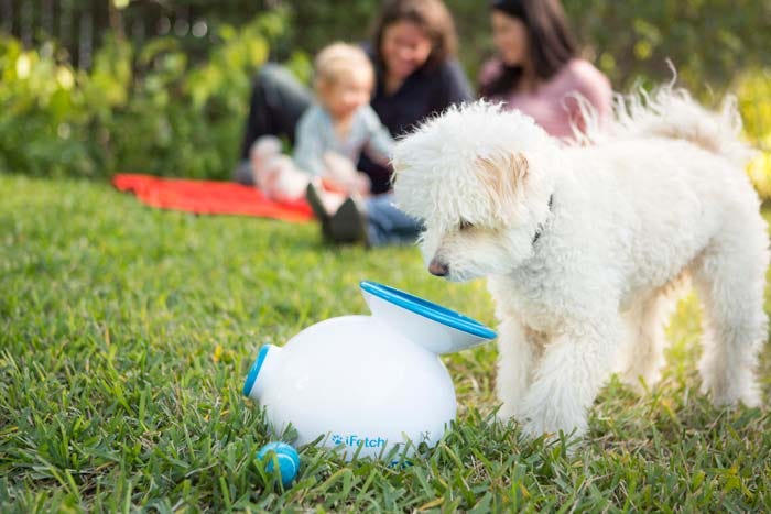 A dog is looking inside the ball launcher and waiting for a ball to launch.