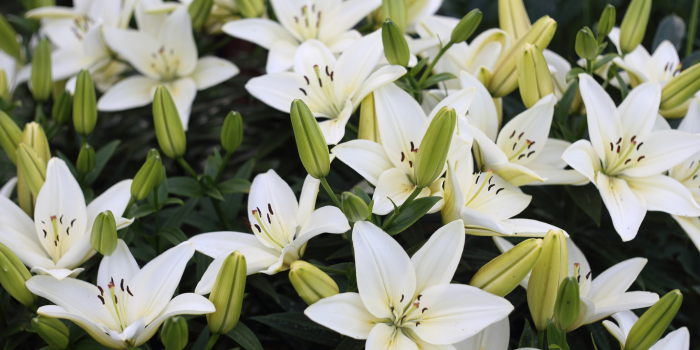 meaning of white flowers such as lilies