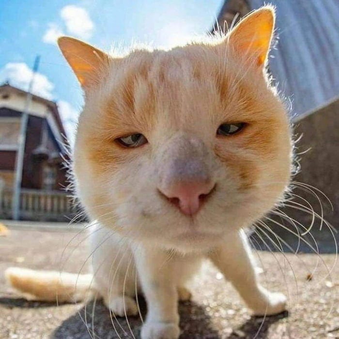 Funny cat found on the internet