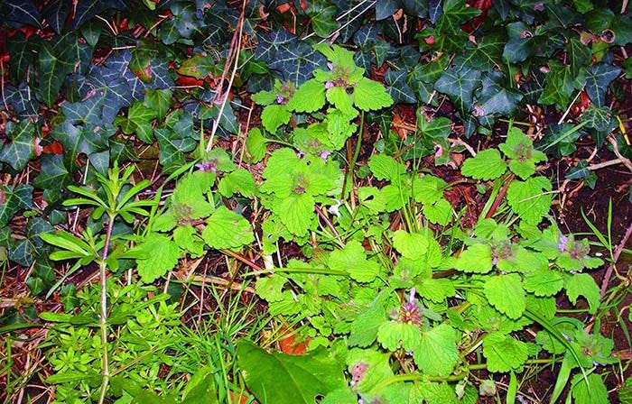 Purple dead-nettle, Cleavers, Ivy.