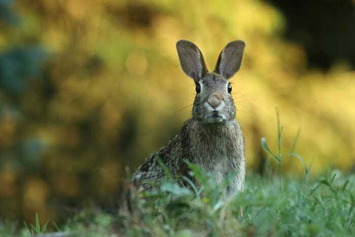 The rabbit took one, two careful steps forward, each time raising its nose to sniff the evening air.