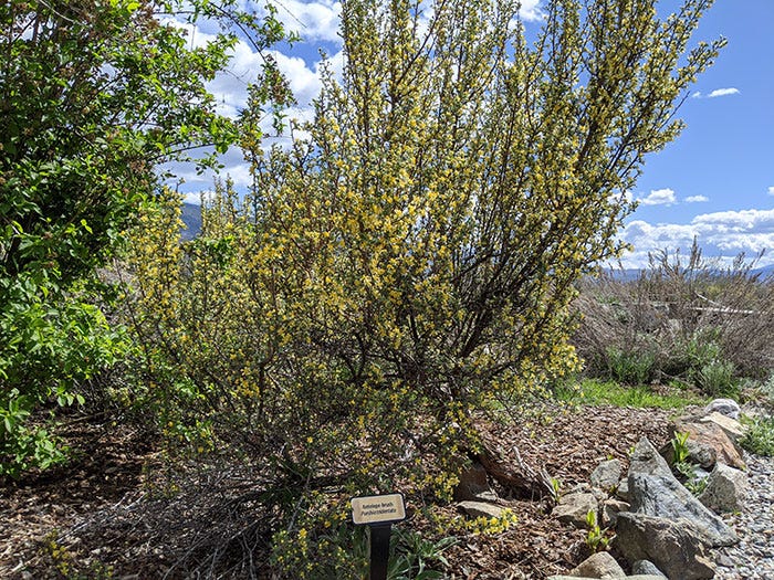 A large antelope brush with lots of yellow flowers on it and a small sign advertising its name in front of it