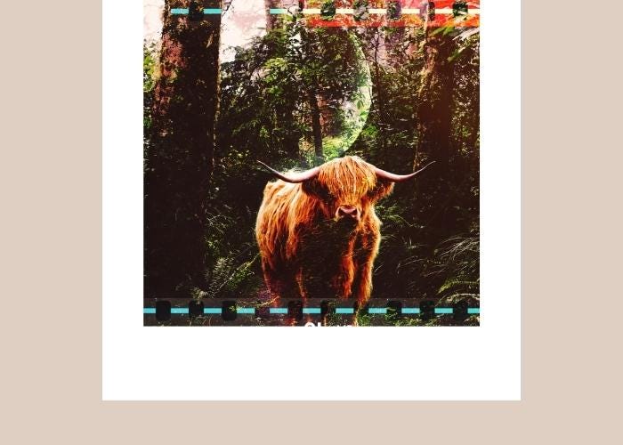 A digital photo collage showing a bull, the Taurus, layered over a lush forest with a sliver of moon superimposed onto the image. The picture is framed in white and beige.