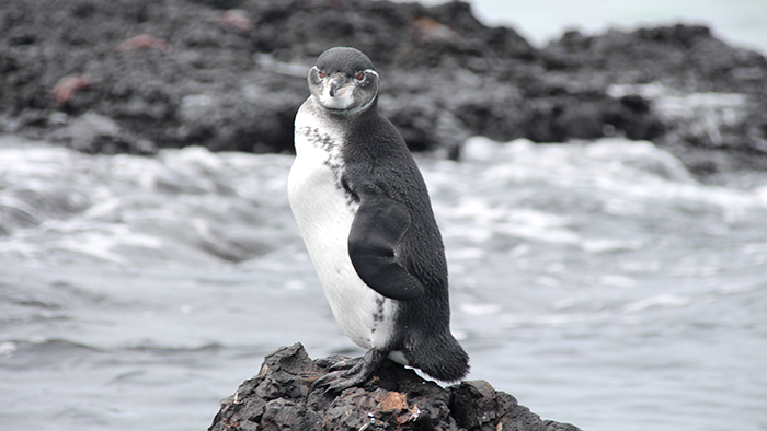 A Galápagos penguin.