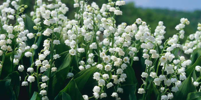 lily-of-the-valley flowers