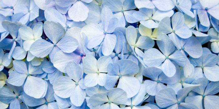 meaning of blue flowers
