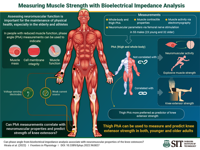 assessing accuracy in skeletal muscle