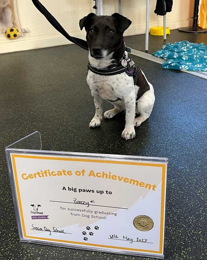 A small black and white dog sits behind his certificate of achievement from the Dogs Trust charity, which is mounted in a plastic frame
