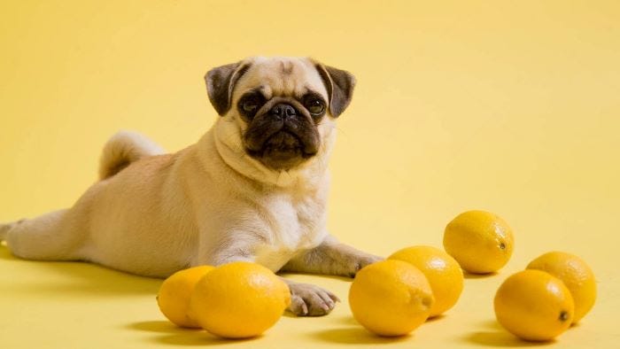 is lemon essential oil safe for dogs
