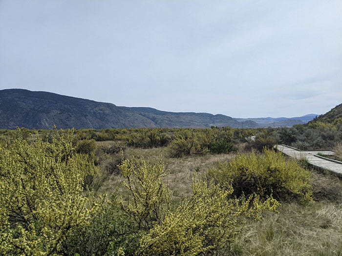 A picture of an arid landscape during daytime with an unpictured sun shining down on it, with antelope bushes in the foreground and mountains in the background with a light blue sky above them.
