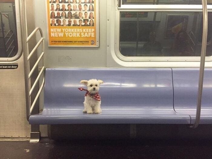 cachorrinho branco pequenininho com uma bandana vermelha no pescoço sentado sozinho no banco do metrô.
