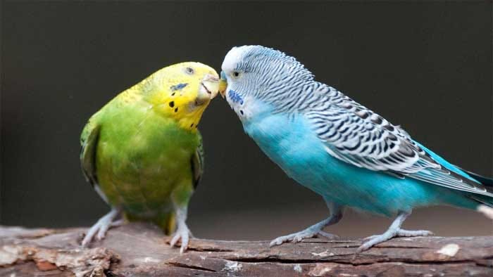 The character of Australian Parakeets