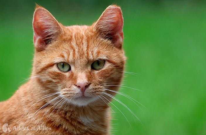 10 Uses of Cat Commands in Linux