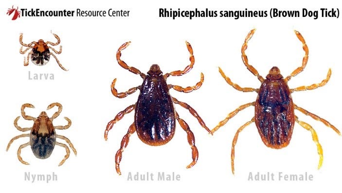 tick lifecycle