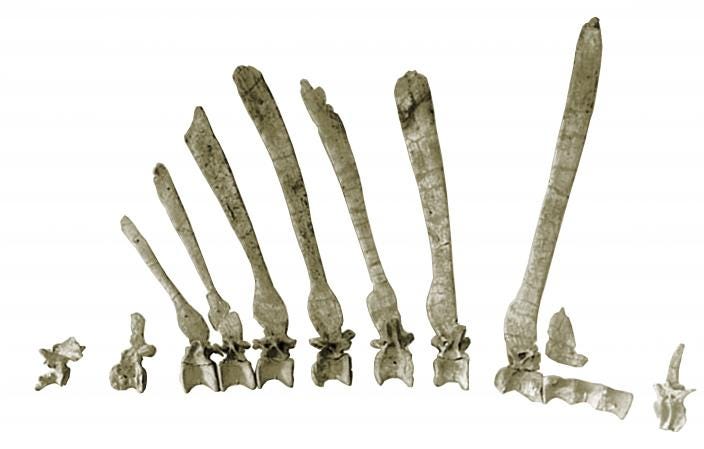 Spinosaurus spines, like the ones that Stromer discovered.