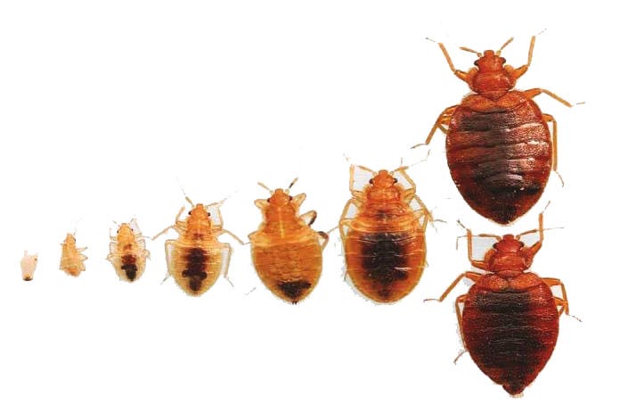 Bed bugs in different sizes