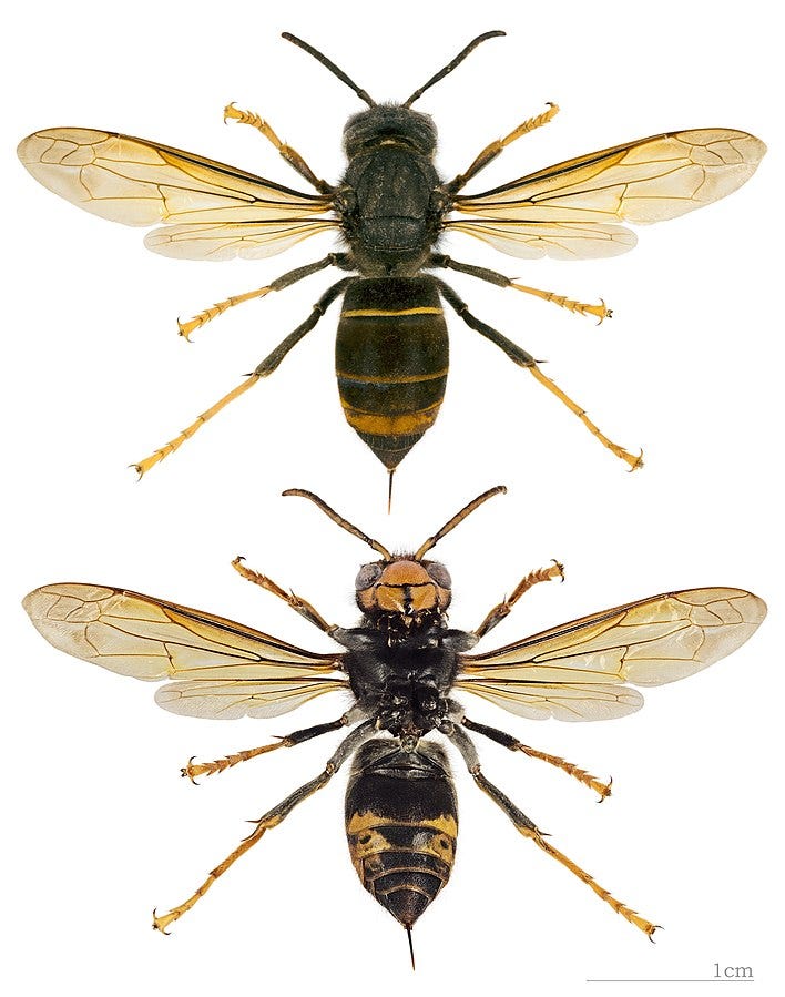 La vespa velutina como especie invasora