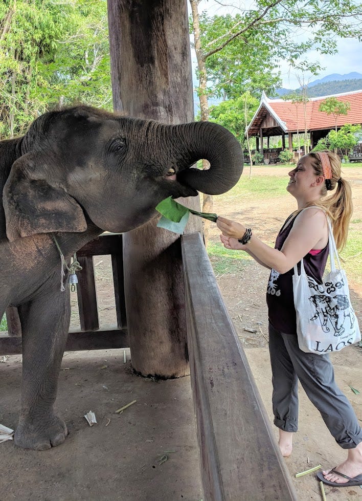 Kris Budd working with Asian elephants in Laos during her PhD dissertation research. Photo Courtesy of Kris Budd, USFWS.