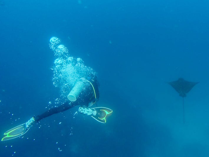 underwatereagle