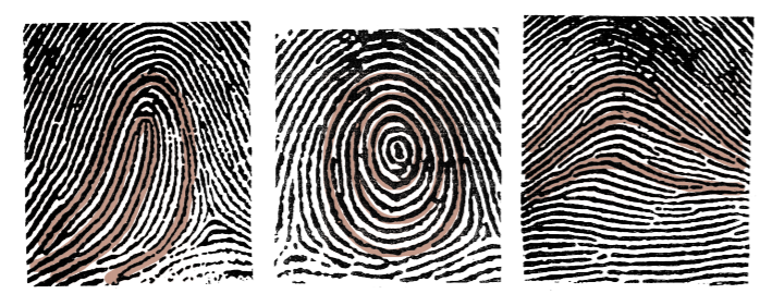 http://www.forensicsciencesimplified.org/prints/Fingerprints.pdf