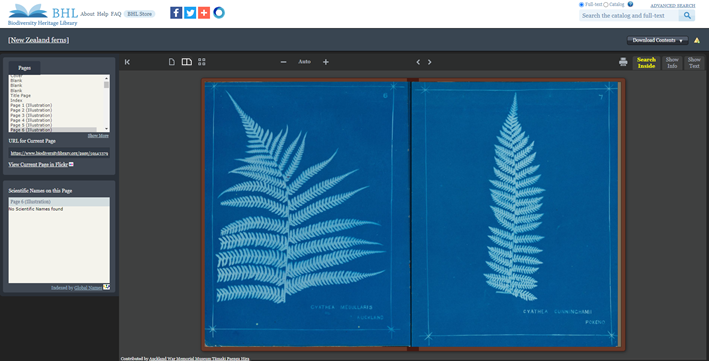 Screen shot of the BHL page viewer, showing two pages of blue cyanotypes, each showing a New Zealand fern species. The one on the left is broad, the right hand side fern is narrow.
