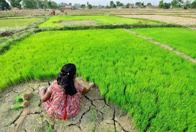 Rice Farmer in Nepal <br />(CC BY-NC-SA 2.0 by CIAT)