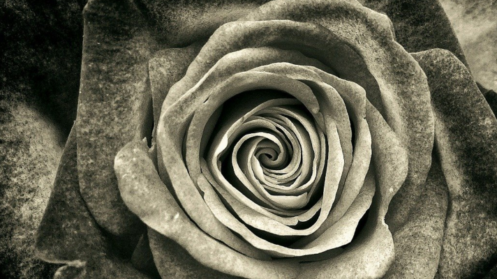 Greyscale close-up of a rose in bloom.