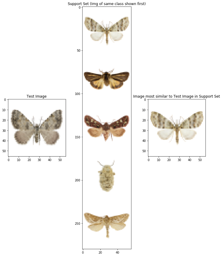 L: image of a moth labelled ‘Test Image’. M: Multiple moths labelled ‘Support Set’. R: The first Support Set image on its own
