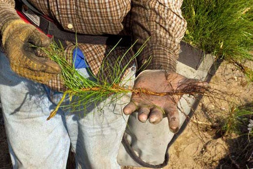 Planting Trees: How it Works. As many of you know, part of Paper