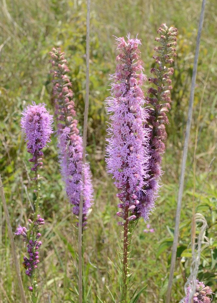 Dense blazing star