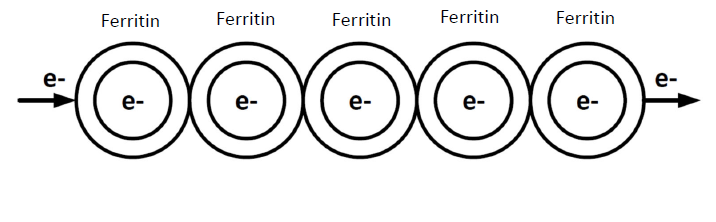 A diagram showing electrons tunneling through a row of ferritin structures.