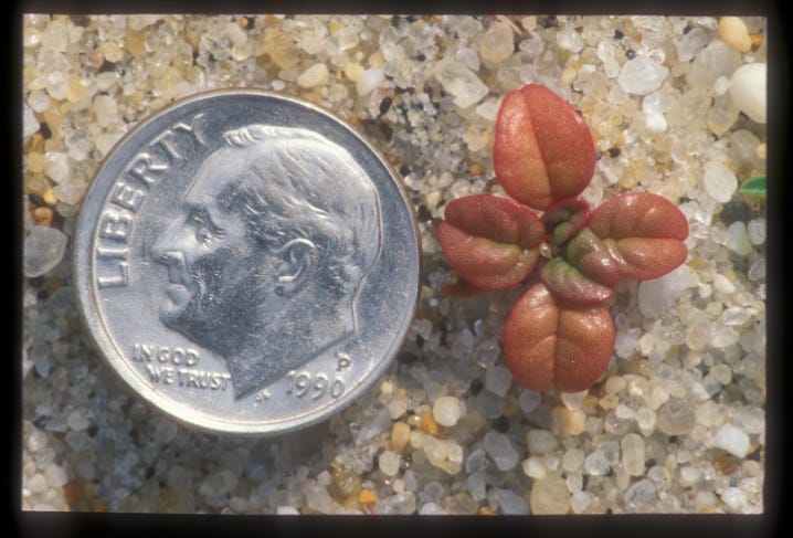 a dime in the sand to compare to the size of the tiny red leaves emerging from the sand