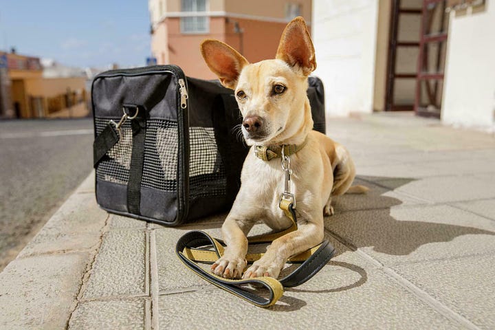 The Role USDA Plays in Pet Travel