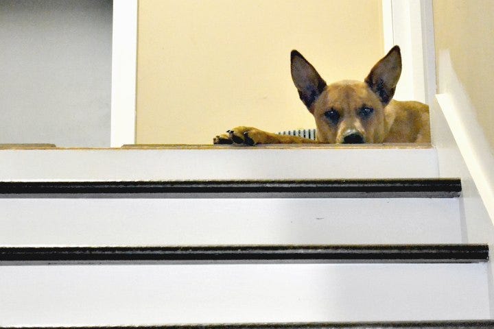 dog waiting on me at the top of the stairs