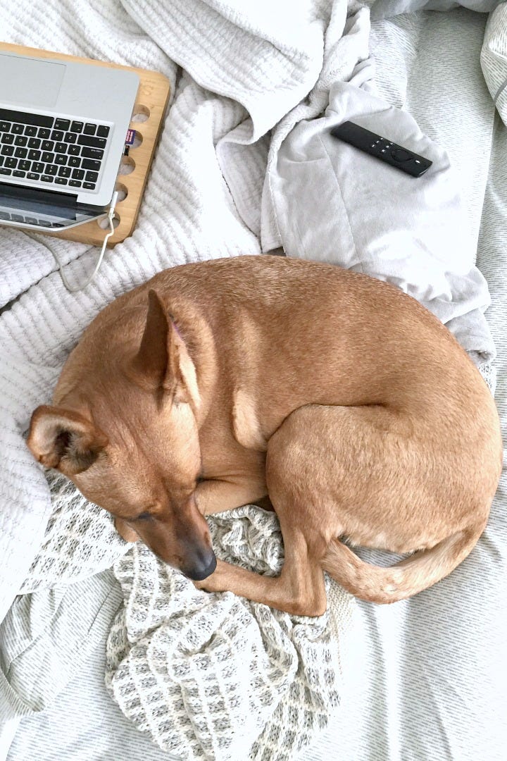 Charlie relaxing in bed with me and my laptop