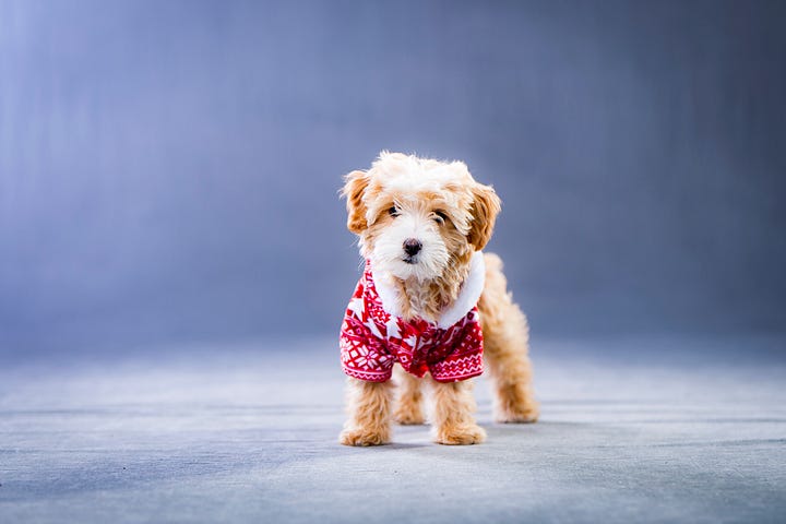 Cute little terrier dog in pajamas or sweater or something equally adorable standing in a blue background