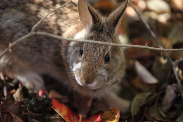 A New England cottontail in brushy shrubland. (Photo credit: Tom Barnes, USFWS.)