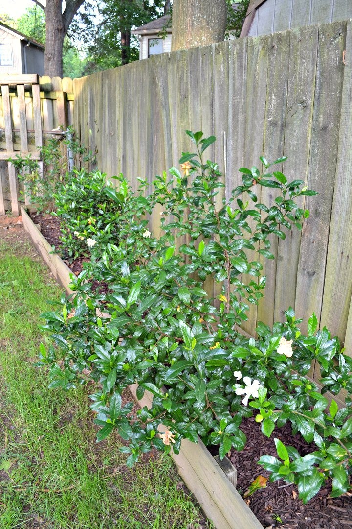 gardenias growing like crazy