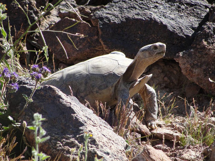 Mojave Desert tortoise (Gopherus agassizii) is terrestrial, with a domed shell and round, stumpy elephantine hind legs.
