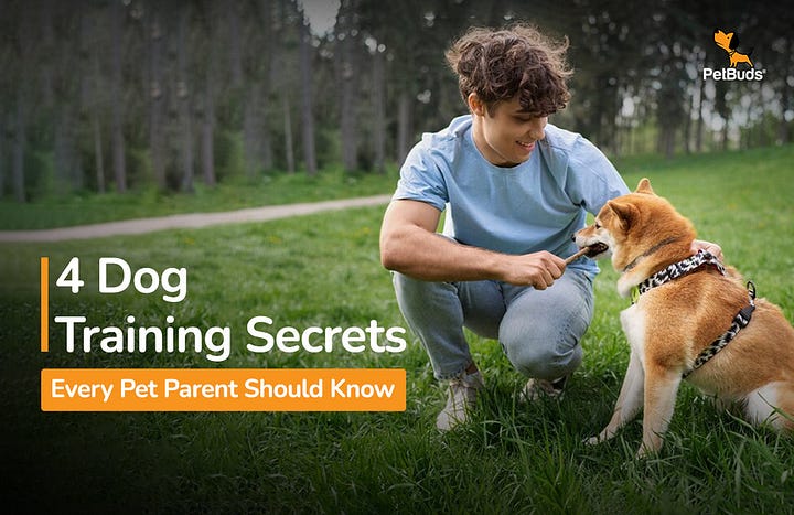 4 Dog Training Secrets Every Pet Parent Should Know