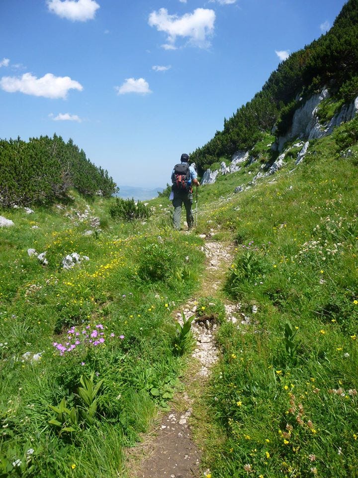 Man with trekking pole walking on path with many wildflowers