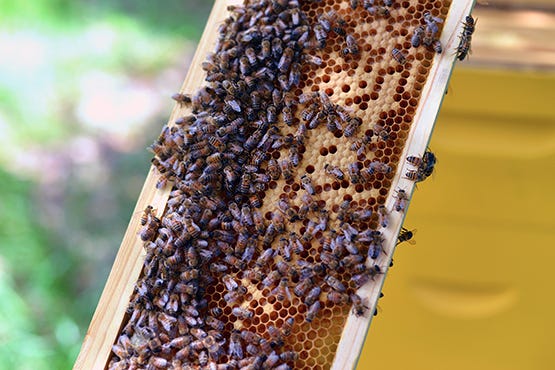 Smiley Honey - Gulf County Florida - Stephanie Arsenault