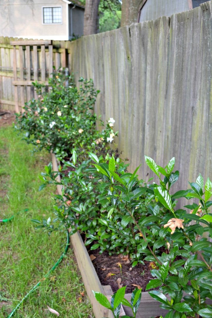 garden beds growing in