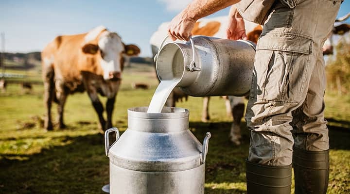 Cow’s milk has health benefits