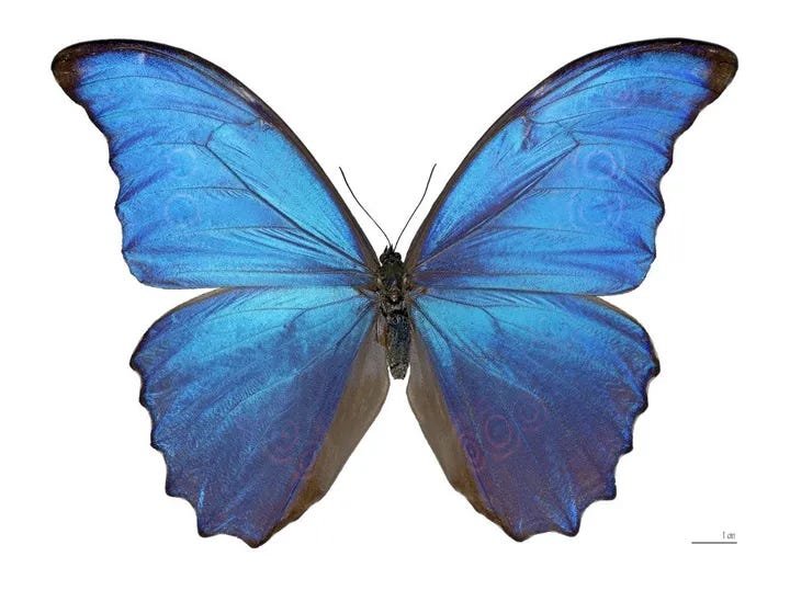 Why the most preferred color by everyone is rare in nature.