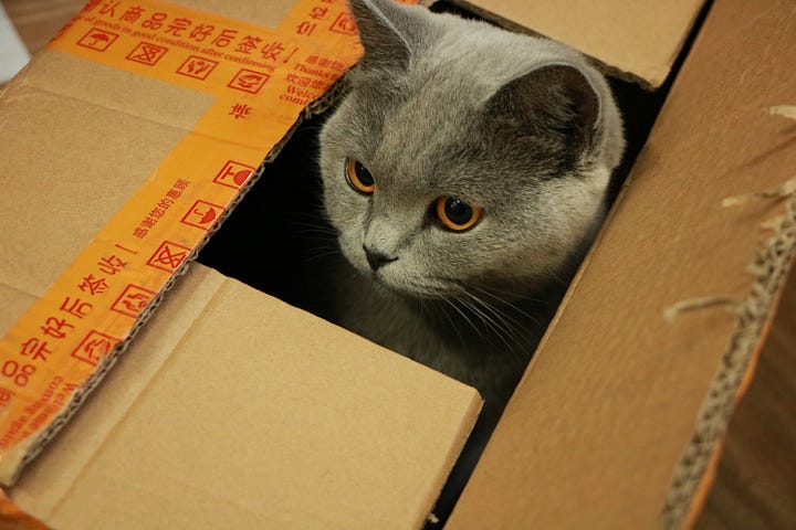 Cat in a cardboard box.