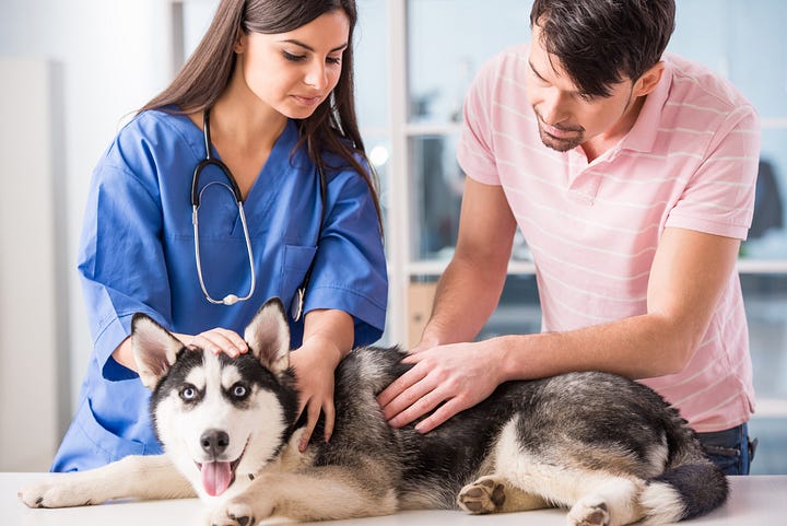 dog and owner Consulting a Veterinarian