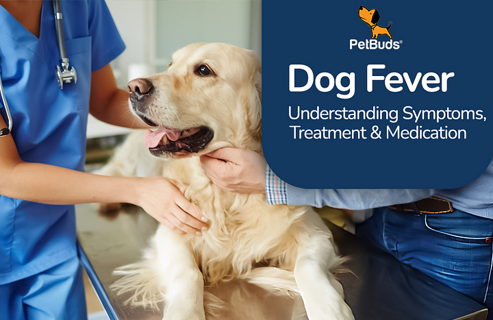 Dog Fever: Understanding Symptoms, Treatment & Medication