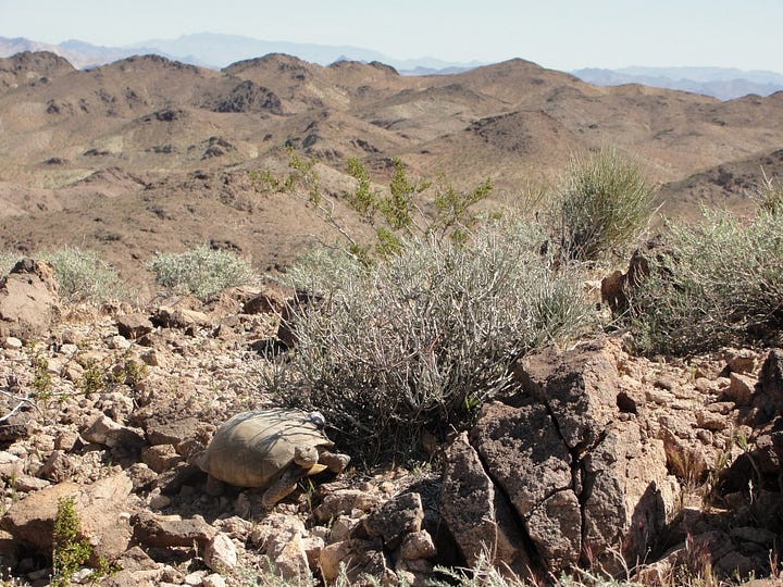 A Mojave Desert tortoise on a ridgetop in its arid desert habitat, the Mojave Desert. Photo Credit: Roy Averill-Murray, USFWS.
