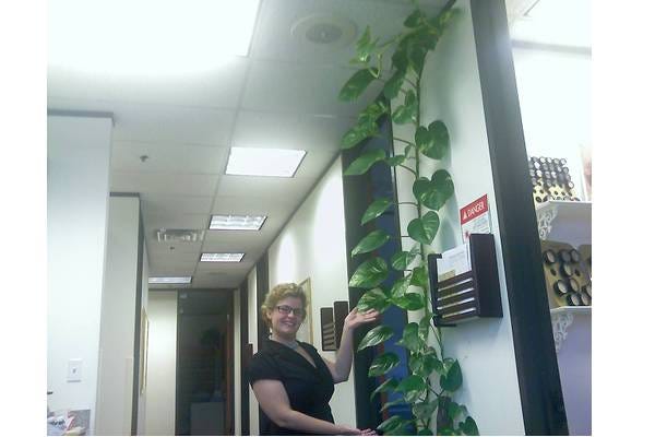 office_plant__top